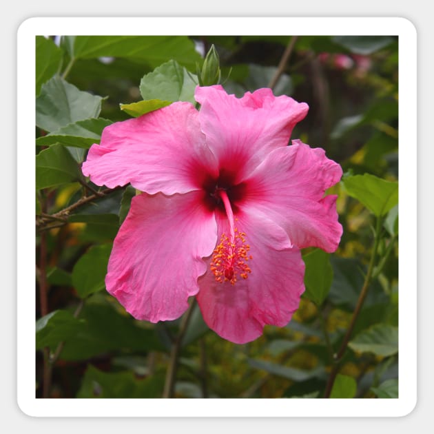 Pink Hibiscus Sticker by Carole-Anne